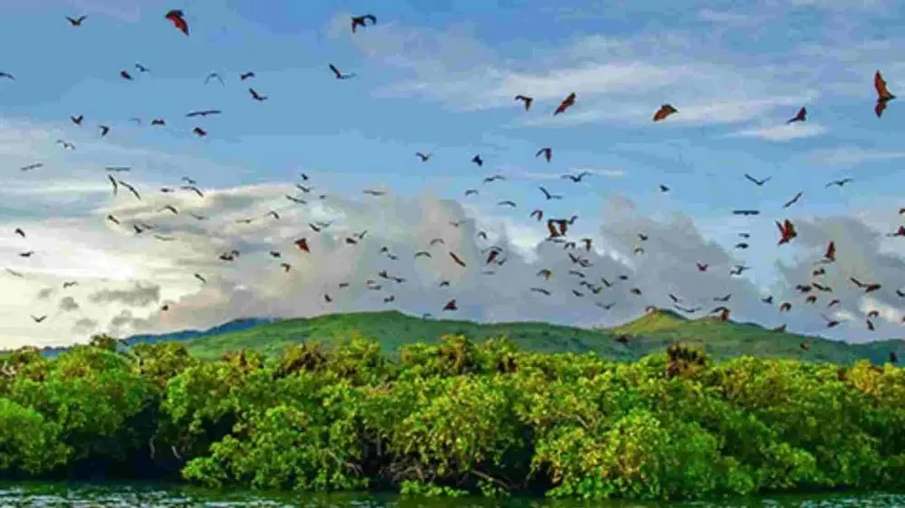 Kalong Island Experience - Luxury Phinisi Komodo Charter 2026